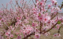 美麗的桃花作文開(kāi)頭