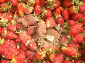 寫熱愛生命的作文開頭