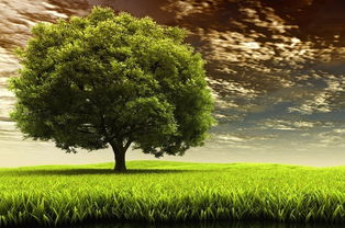 大樹旅行作文(大樹的旅行作文)