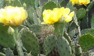 仙人掌的頑強(qiáng)精神作文開頭