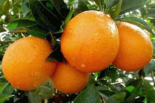 描寫(xiě)贛南臍橙的作文開(kāi)頭