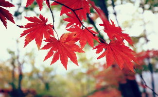 寫景作文我的家鄉(xiāng)開頭