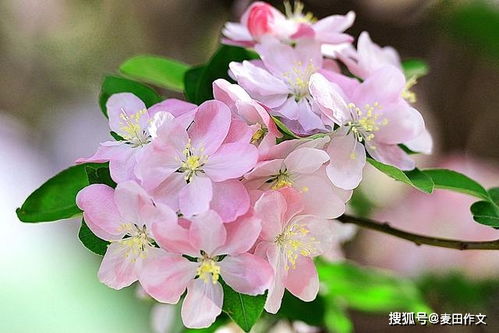 關(guān)于春天寫人的作文開頭怎么寫