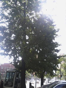 銀杏的開頭作文