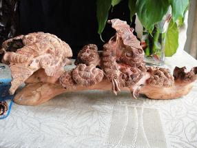 根雕藝術(shù)簡(jiǎn)介(根雕的藝術(shù)作文)