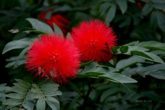 我喜歡植物的作文開頭結尾怎么寫