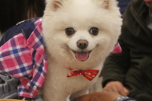 人與狗之間的感情的作文開頭