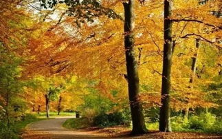 以好一片秋景為開頭寫小作文