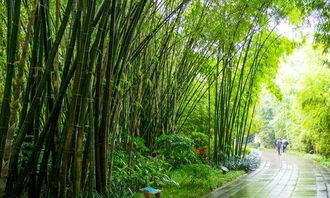 竹子作文托物言志開頭