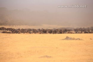 關(guān)于一次難忘的經(jīng)歷作文開(kāi)頭結(jié)尾