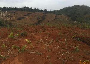 設(shè)施農(nóng)用地復(fù)墾保證書(shū)范文(設(shè)施農(nóng)用地復(fù)墾保證書(shū))