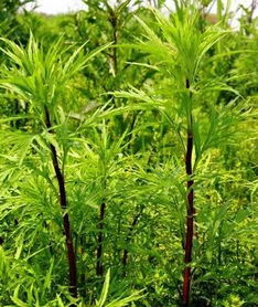 采藜蒿作文(藜蒿的做法大全)