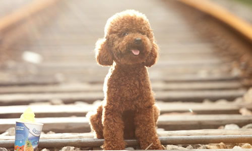 泰迪狗作文開(kāi)頭