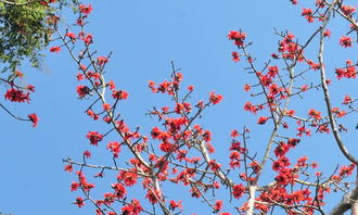 木棉樹作文300字開頭