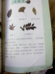 怎么寫關(guān)于樹葉的作文開頭怎么寫