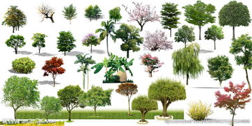 用樹種造句(用介意造句造句)