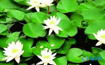 睡蓮的作文開頭