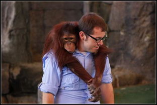 關(guān)于被動(dòng)物感動(dòng)的作文開(kāi)頭