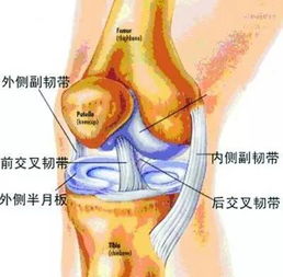 登山如何保護(hù)膝關(guān)節(jié)？(登山如何保護(hù)膝關(guān)節(jié))