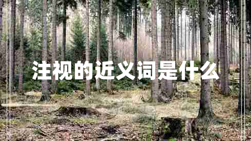 注視的近義詞是什么