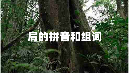 肩的拼音和組詞