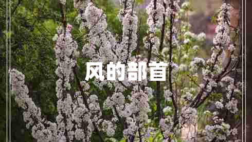 風(fēng)的部首