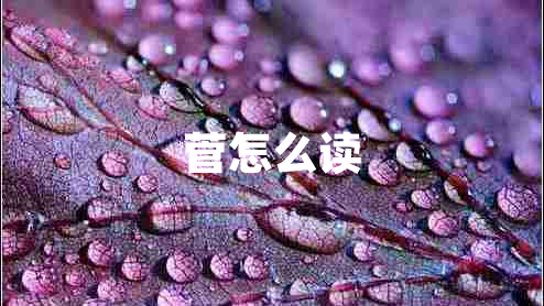 菅怎么讀 菅怎么讀