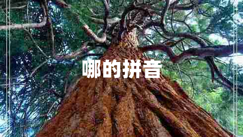 哪的拼音 哪的拼音