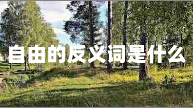 自由的反義詞是什么