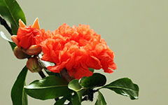 校園里的石榴樹400字作文