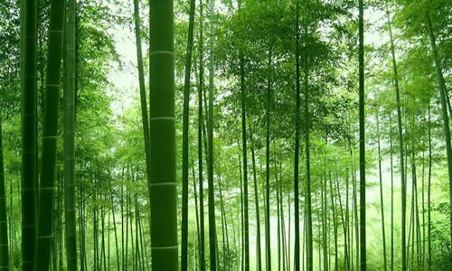 校園的竹林作文200字