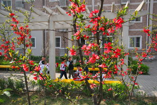 春天的校園作文200小學(xué)