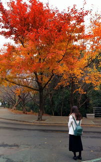 2020武大校園秋景作文