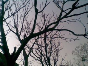 放學(xué)的校園靜態(tài)動態(tài)描寫作文