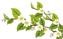 描寫(xiě)校園桂花的作文600字作文