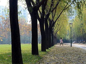 驗小學校園的早晨作文600字