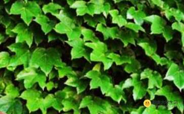 校園一角爬山虎作文400字