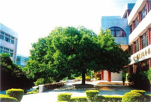 二小校園風景線的作文