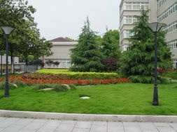 關(guān)于校園采風(fēng)的作文