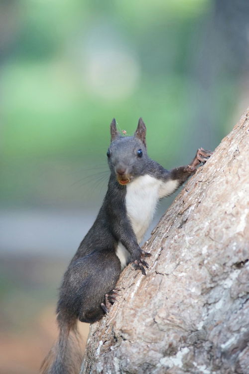 校園小精靈作文