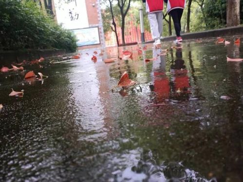 校園里的一抹風(fēng)景作文