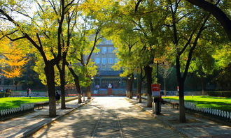 作文校園的樹林