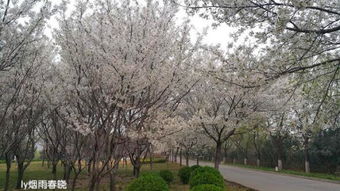 校園的櫻花樹作文800