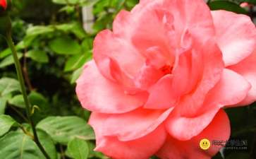 關(guān)于開滿月季的校園作文