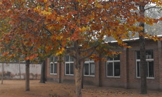 秋天校園梧桐樹的作文