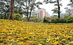 深秋的校園小作文