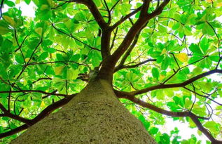 校園的樹作文環(huán)保