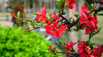 校園石榴花正紅作文800