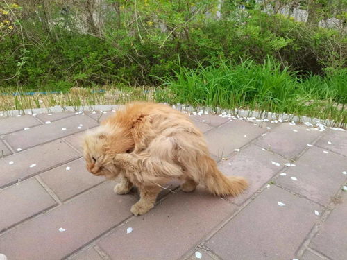 校園里美麗的身影作文提綱