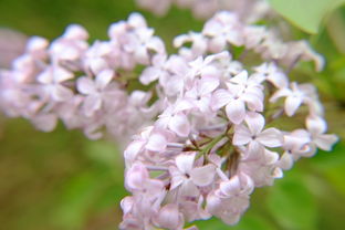 開(kāi)著丁香花的校園作文